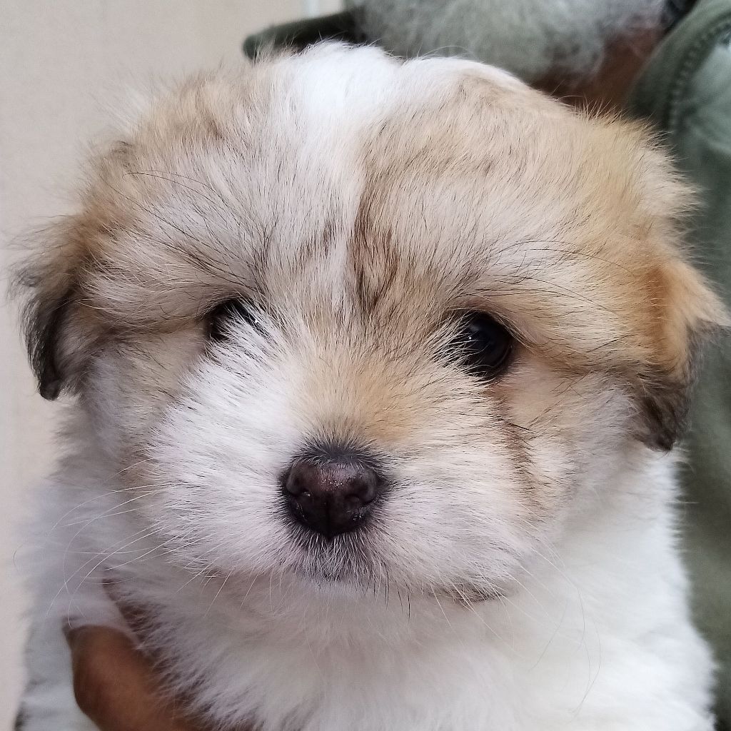 Des Flocons de Juillet - Chiot disponible  - Coton de Tulear