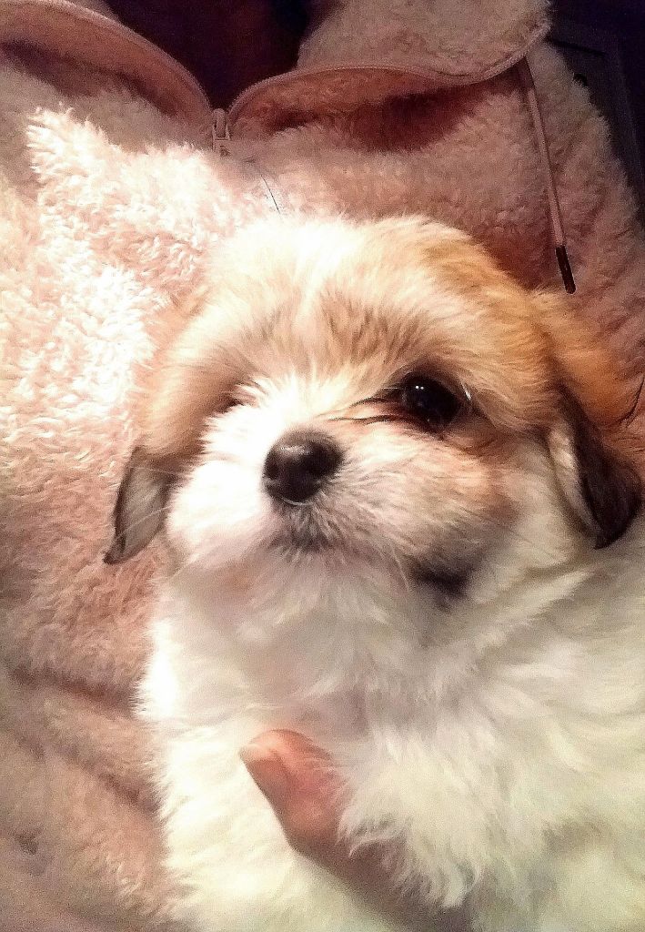 Des Flocons de Juillet - Chiot disponible  - Coton de Tulear