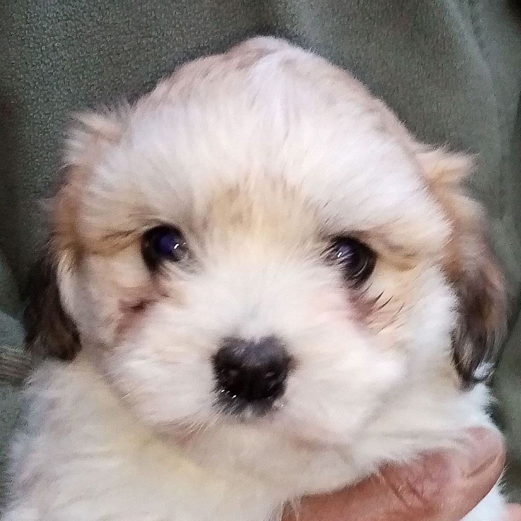 Des Flocons de Juillet - Chiot disponible  - Coton de Tulear