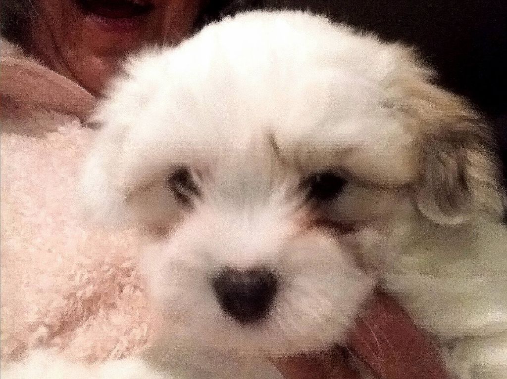 Des Flocons de Juillet - Chiot disponible  - Coton de Tulear