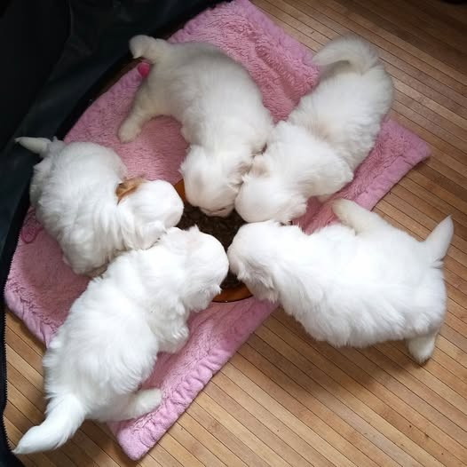 Chiot Coton de Tulear Des Flocons de Juillet