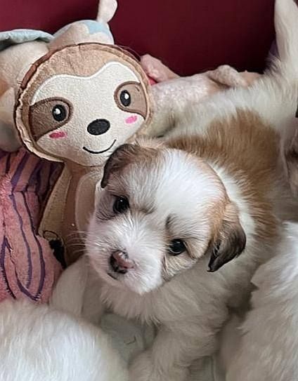 Des Flocons de Juillet - Chiots disponibles - Coton de Tulear