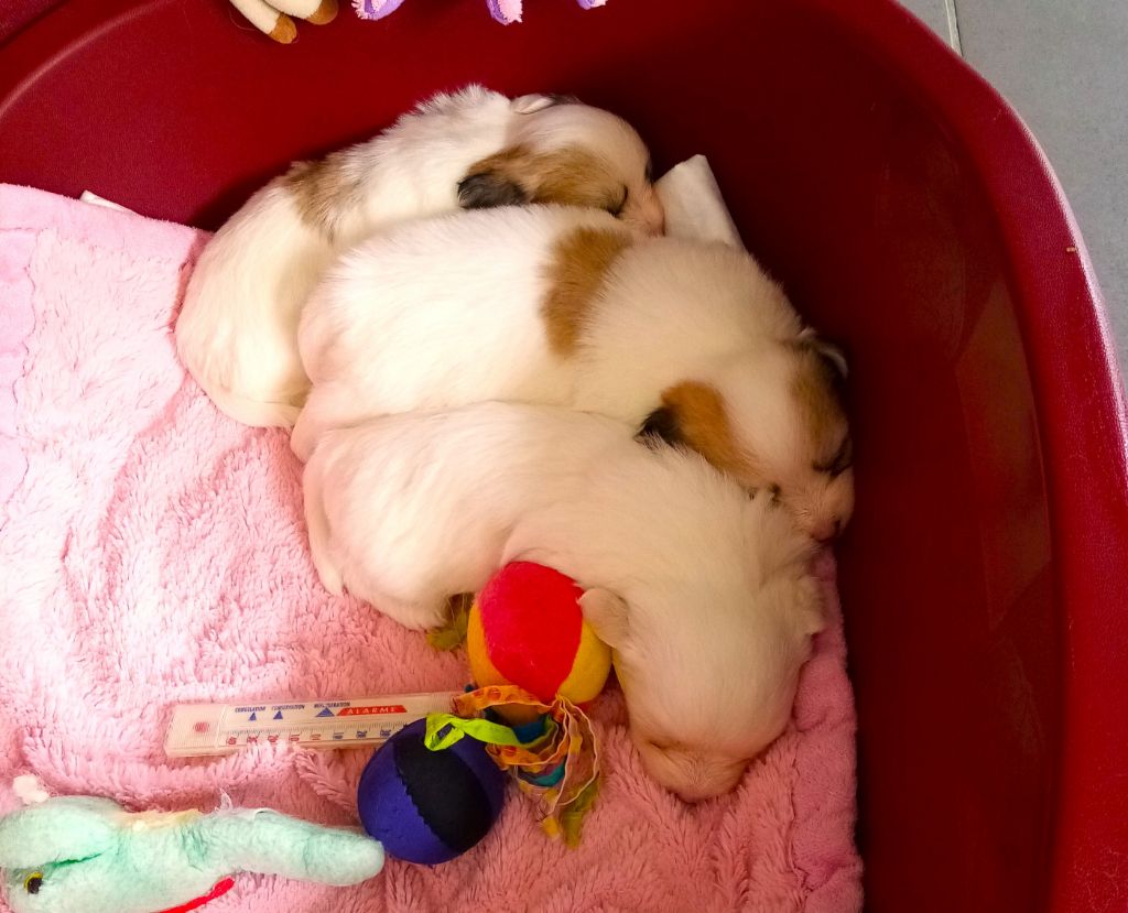 Des Flocons de Juillet - Coton de Tulear - Portée née le 30/08/2023